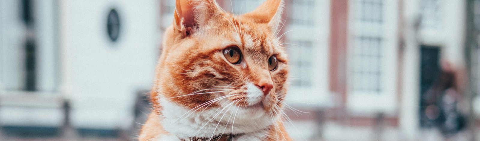 A ginger cat sitting on a cobbled street